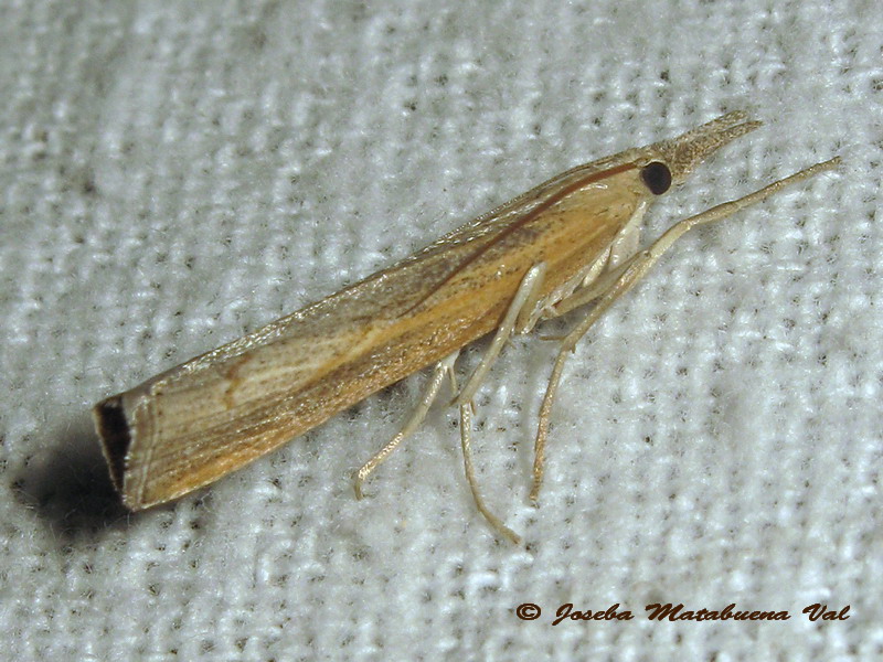 Pediasia contaminella - Crambidae? S